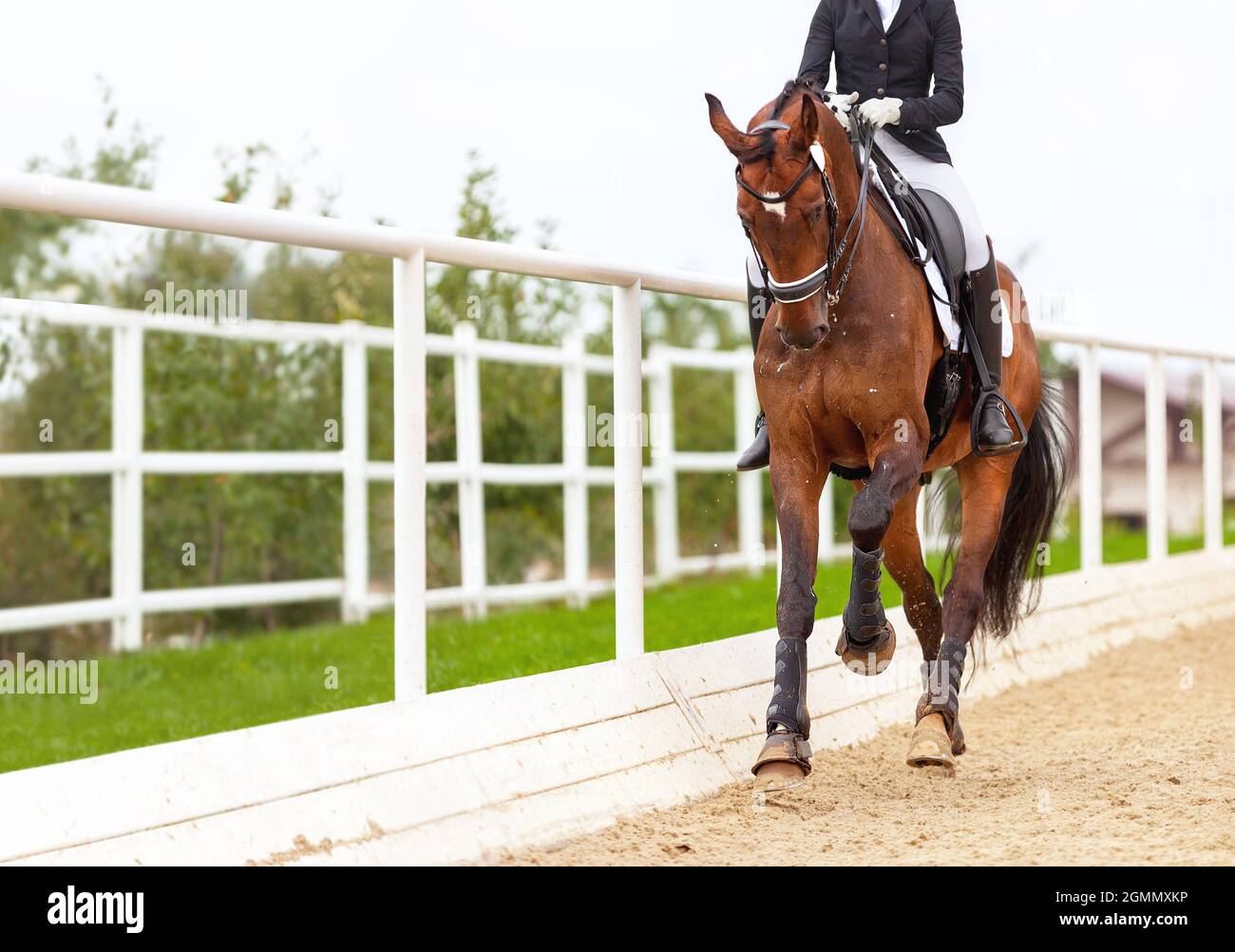 Cheval de dressage classique. Cavalier fille et cheval. Suspension de renforcement de la trot. Spectacle de compétition équestre. Arrière-plan vert arbres extérieurs Banque D'Images