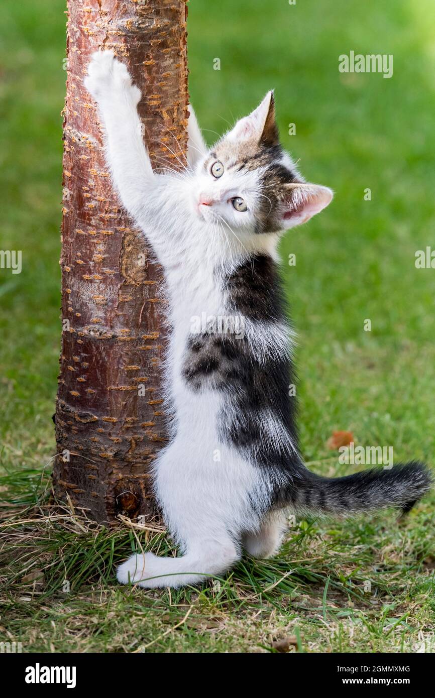 chaton grimpant sur le tronc de l'arbre Banque D'Images
