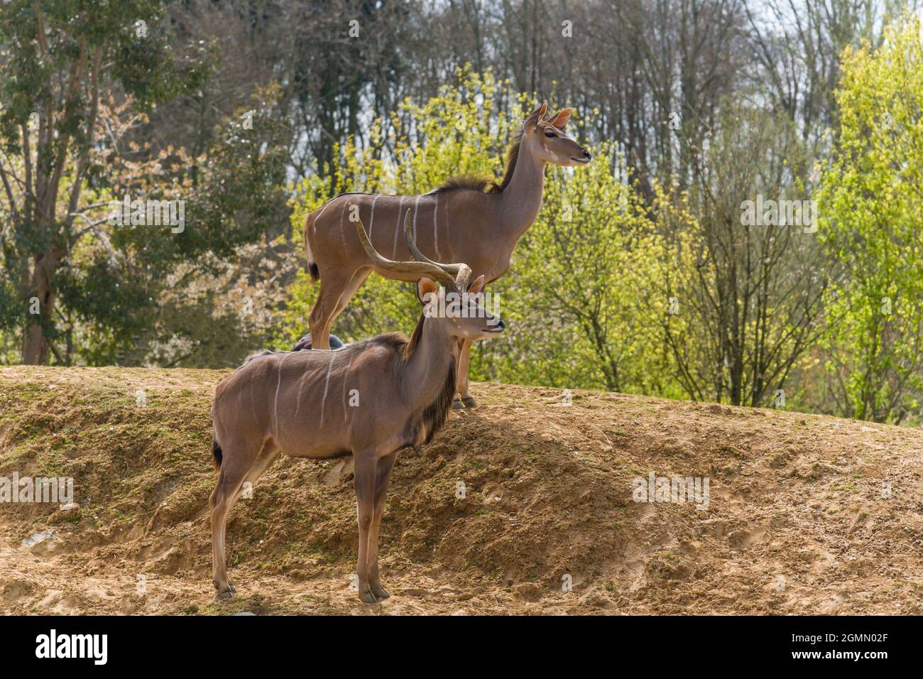 Greater Kudu (Tragelaphus strepsiceros), homme et femme, Colchester Zoo Essex, Royaume-Uni. Avril 2021. Banque D'Images