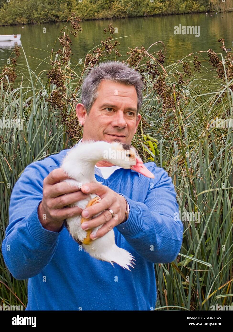 Homme adulte tenant un de ses ducklings de Muscovy (Cairina moschata) Banque D'Images