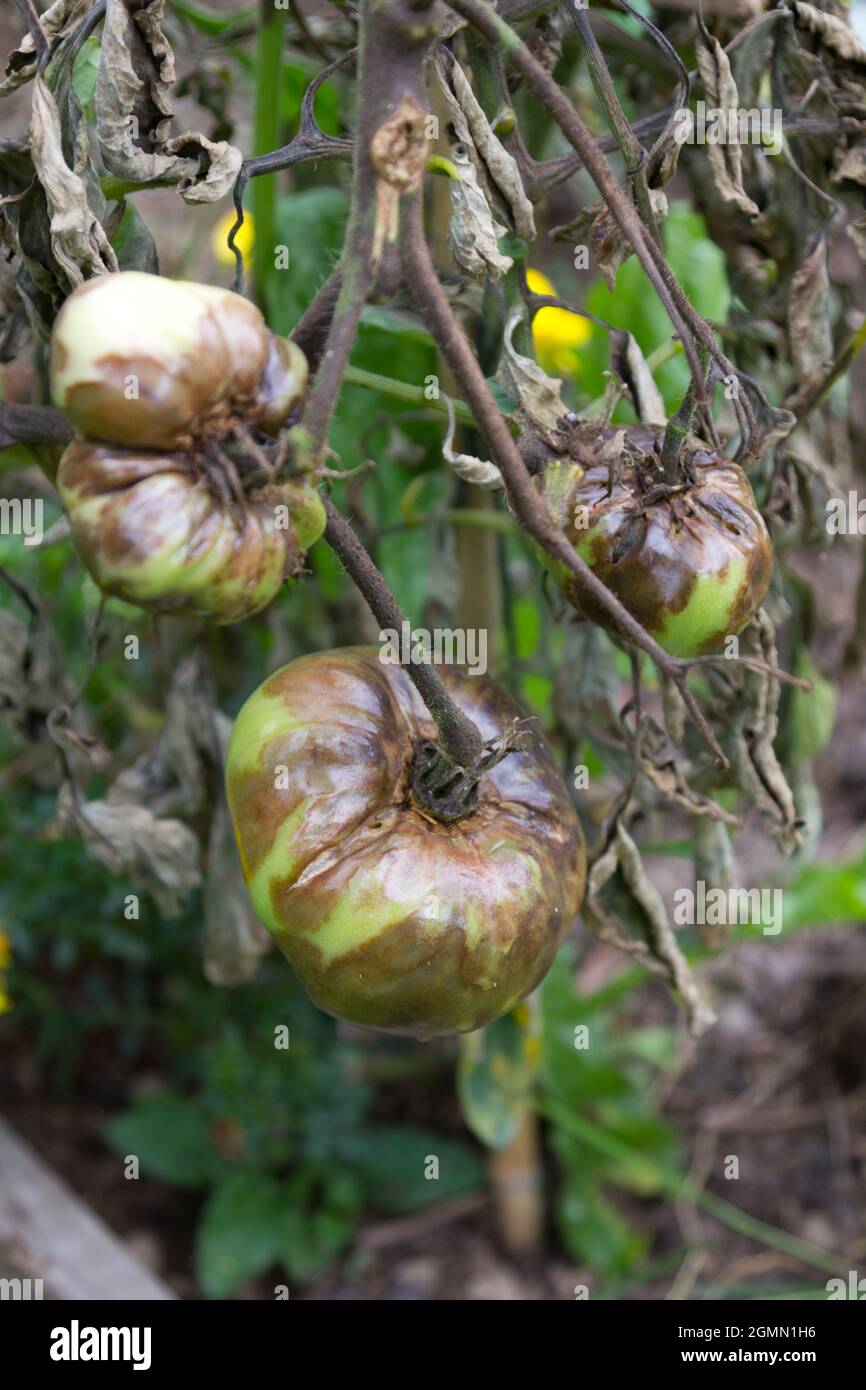 Plants de tomates en morceaux Banque D'Images