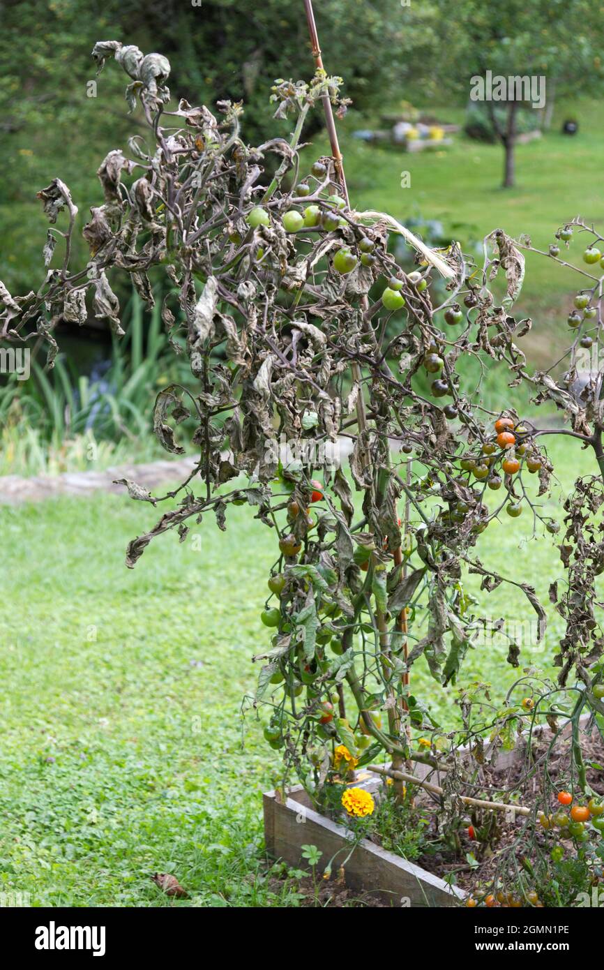 Plants de tomates en morceaux Banque D'Images