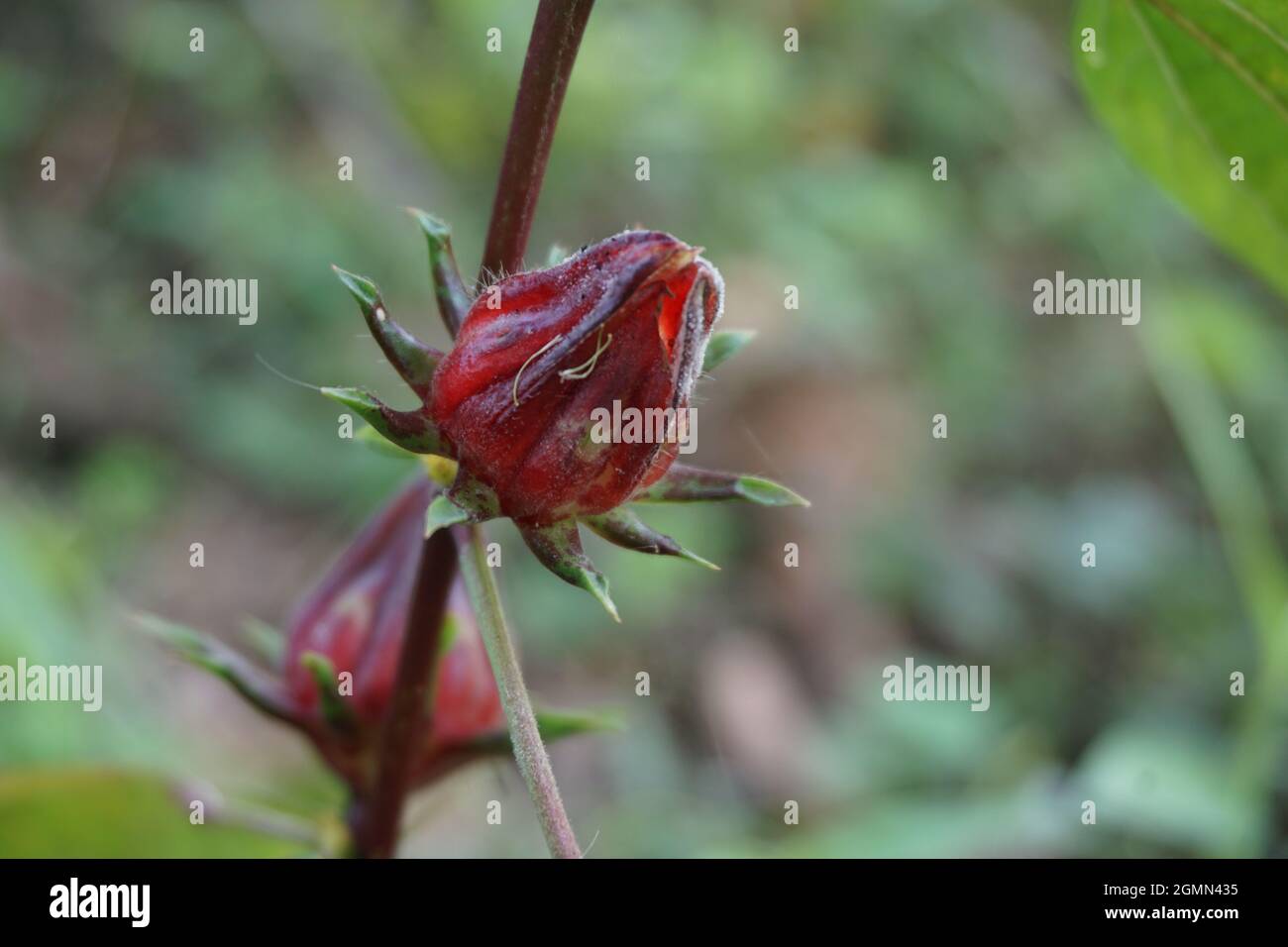 Fleur de rosella (également appelée roselle) avec un fond naturel. Utilisation comme boisson à base de plantes et médecine à base de plantes Banque D'Images