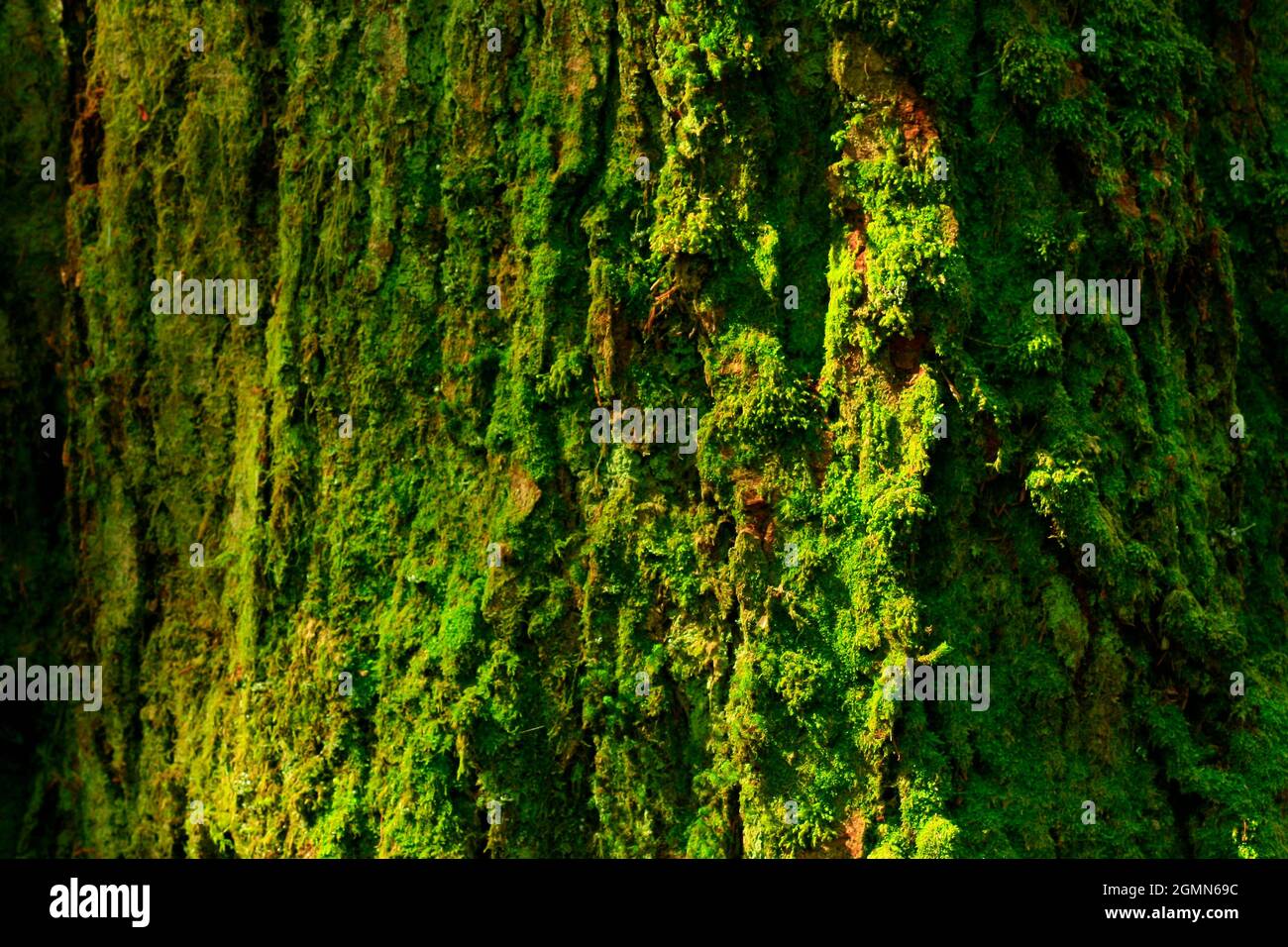 Une photo extérieure d'une forêt du Nord-Ouest du Pacifique avec des sapins Douglas Banque D'Images
