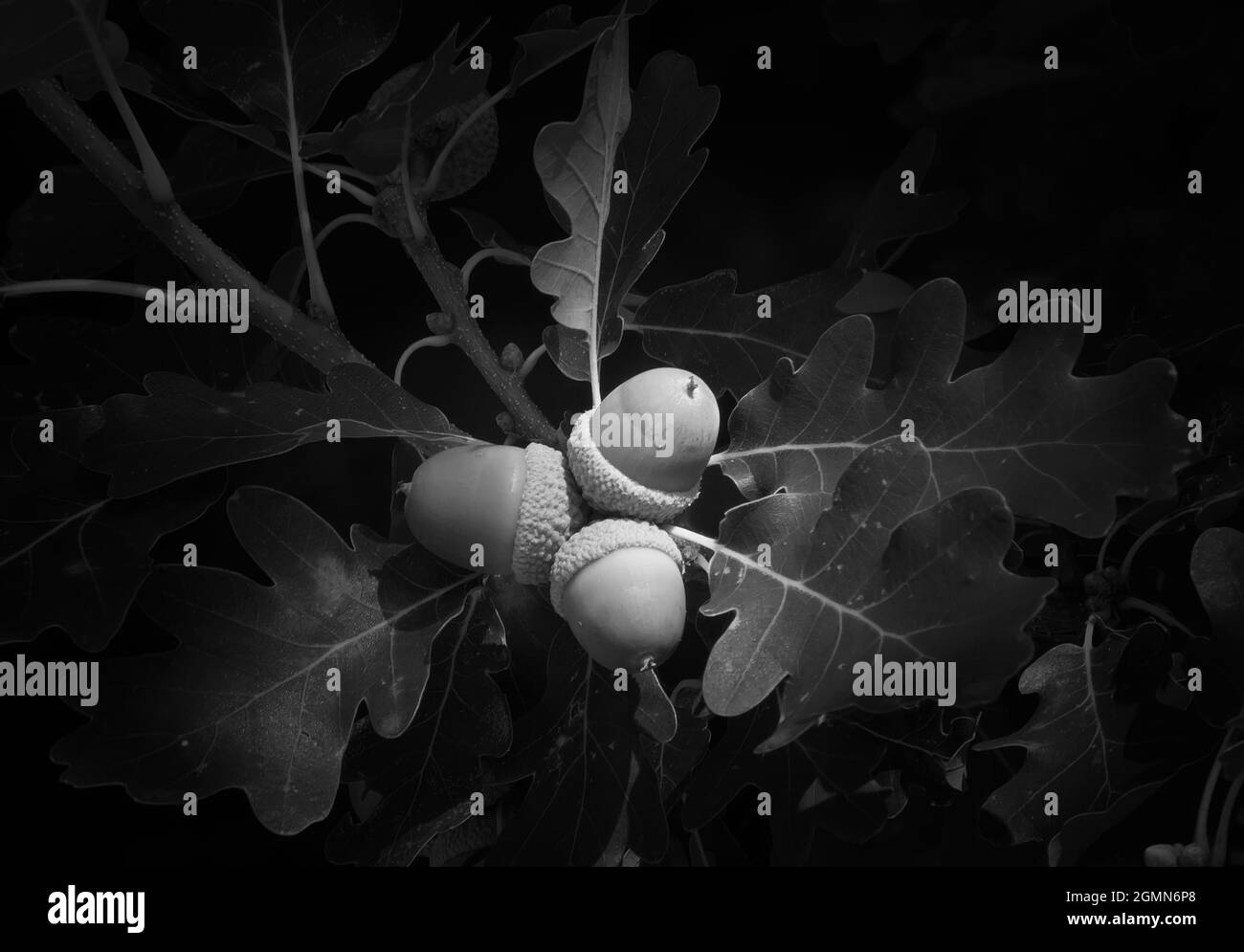 Brindilles de chêne aux feuilles vertes et aux glands, chêne dans la forêt. Banque D'Images