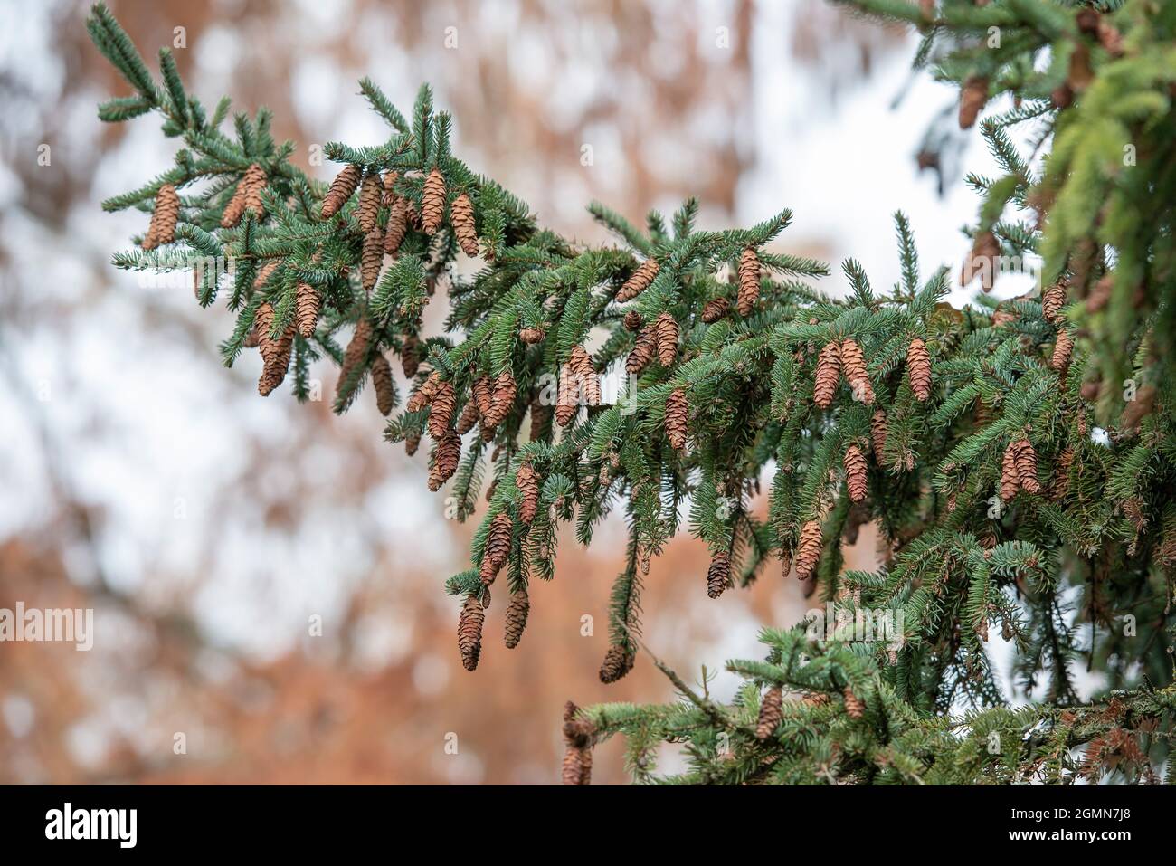 Épinette de chat, épinette de skunk, épinette blanche, épinette d'Alberta naine (Picea glauca), cônes sur une branche Banque D'Images