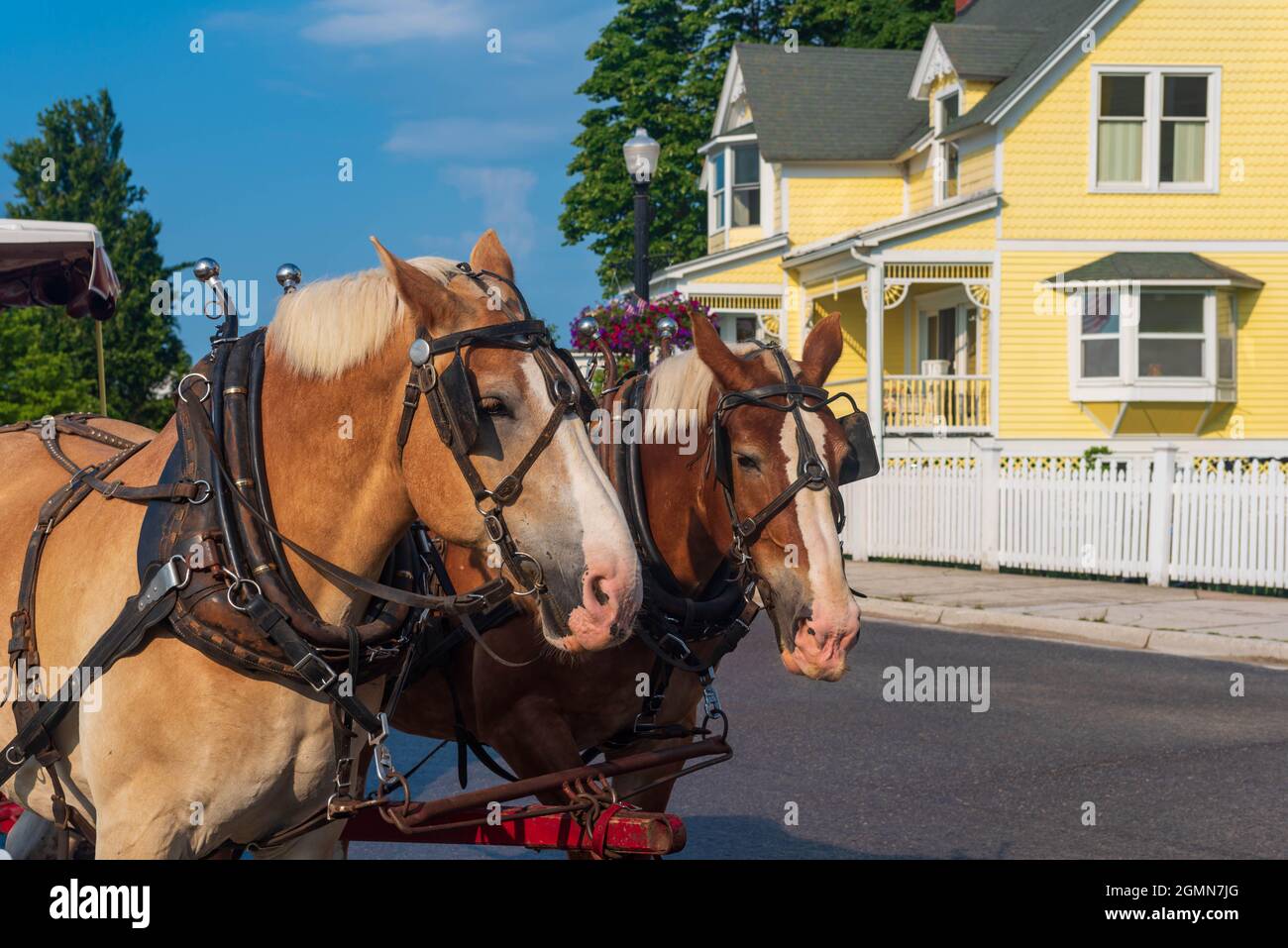 Paire de chevaux tirant une calèche sur l'île Mackinaw Banque D'Images