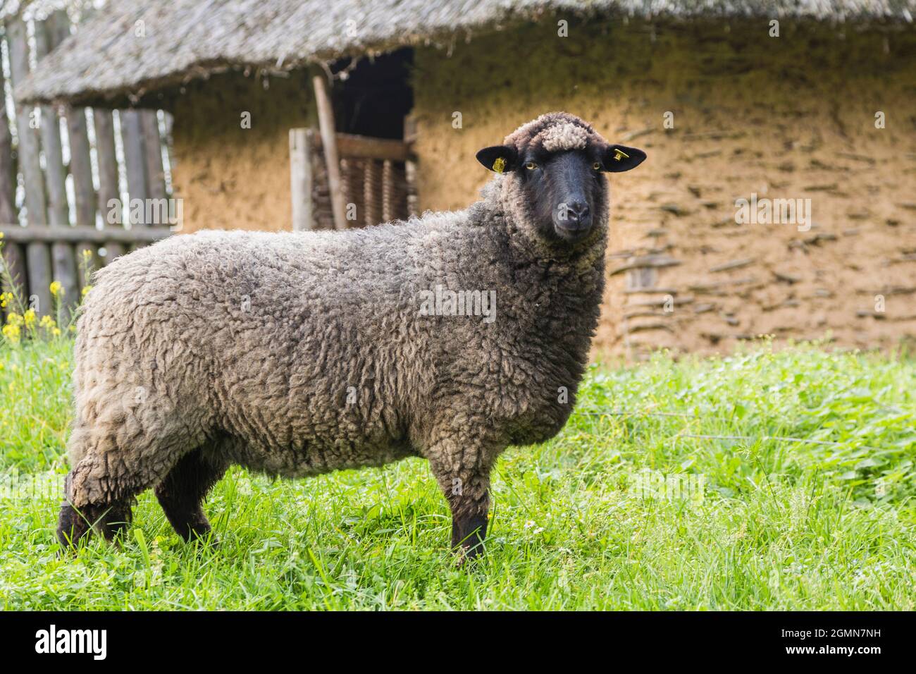 Pomeranian Coarsecool (Ovis gmelini aries), 3000 ans, race de moutons en danger critique, Allemagne, Mecklembourg-Poméranie occidentale, Parc naturel Banque D'Images