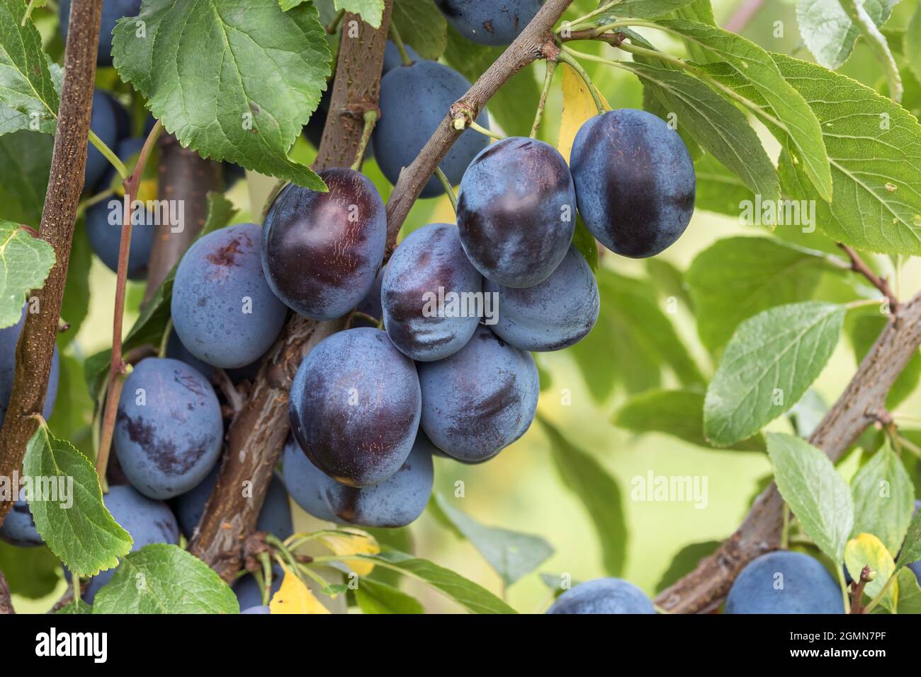 Prunier européenne (Prunus domestica 'Elena', Prunus domestica Elena), prunes sur une branche, cultivar Elena Banque D'Images