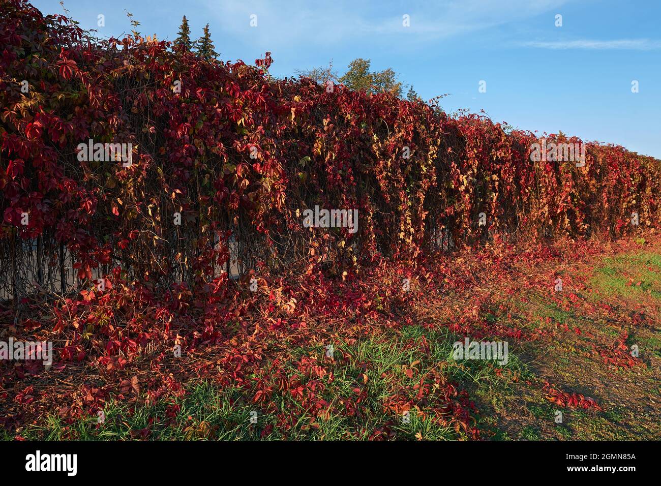Clôture surcultivée avec des raisins de jeune fille rouges en perspective. Banque D'Images