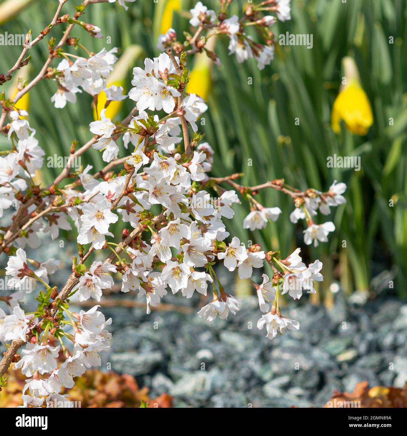 Fuji Cherry (Prunus incisa 'Kojou-no-mai', Prunus incisa Kojou-no-mai), floraison, cultivar Kojou-no-mai, Allemagne Banque D'Images