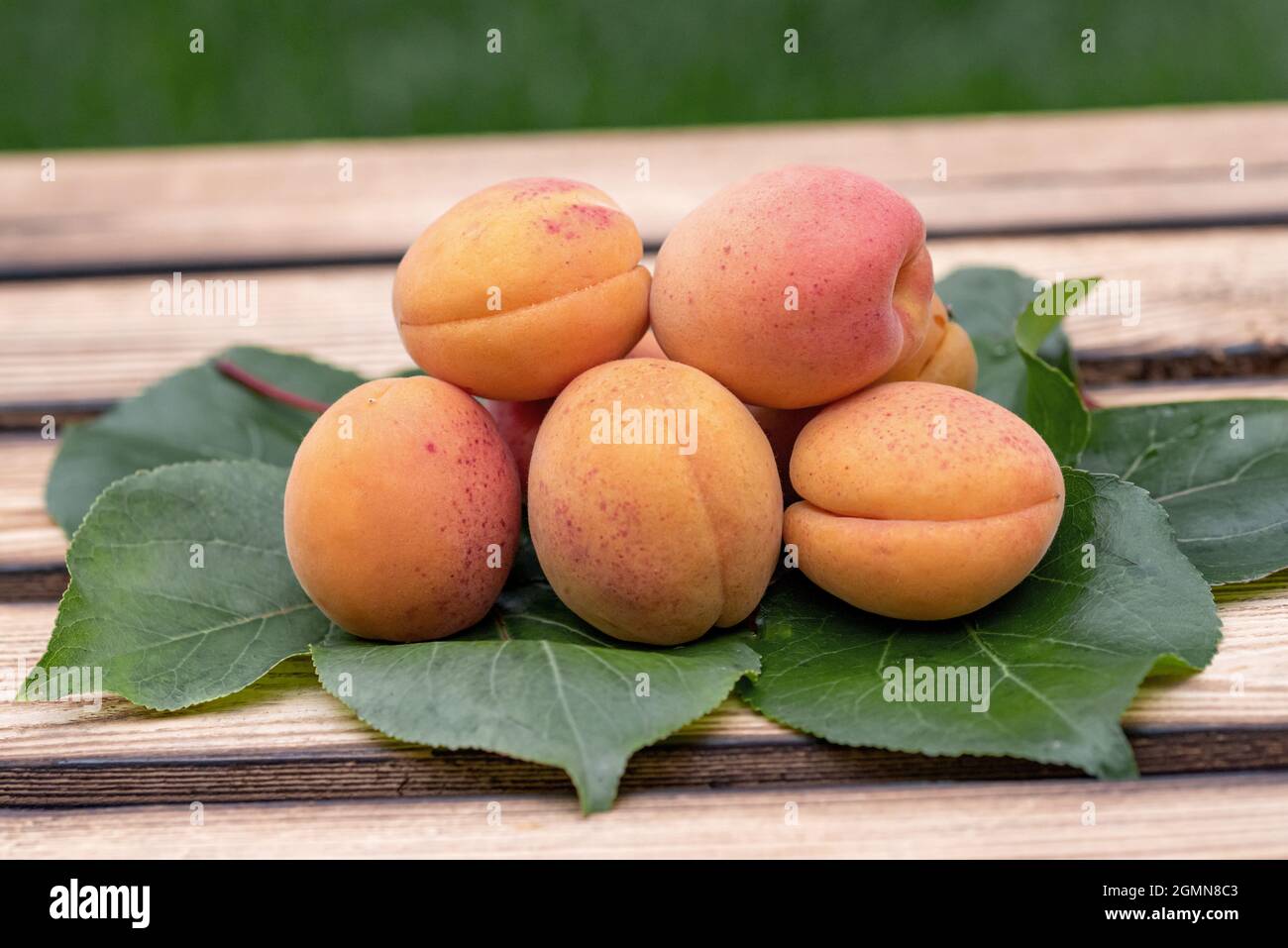 Abricot (Prunus armeniaca 'Tardicot', Prunus armeniaca Tardicot), abricot du cultivar Tardicot Banque D'Images