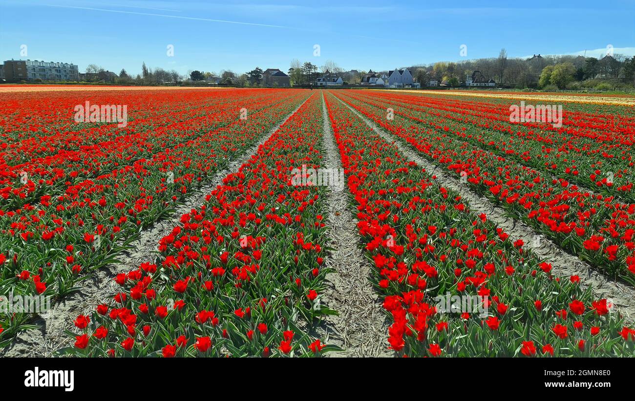 Tulipe de jardin commune (Tulipa spec.), champ de tulipe en fleurs, ciel bleu, pays-Bas Banque D'Images