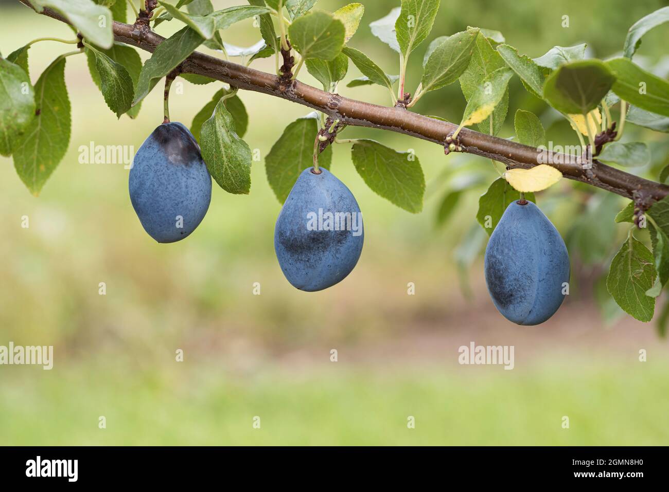 Prunier européenne (Prunus domestica 'Valjevka', Prunus domestica Valjevka), prunes sur une branche, président du cultivar Banque D'Images