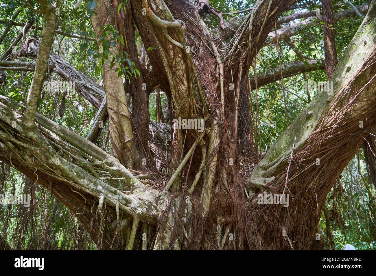 Figue à pêche en Floride, figue à pêche en Floride (Ficus aurea), figues à pêche en Floride qui poussent sur un immense arbre dans la forêt vierge, Cuba, Artemisa, Soroa Banque D'Images