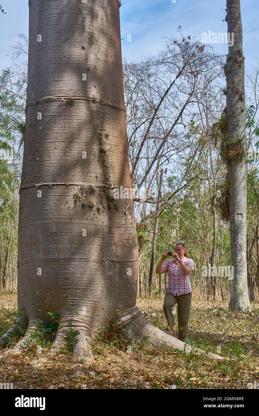 Baobab, pain de singe, tamarin de singe (Adansonia spec.), femme prend ...