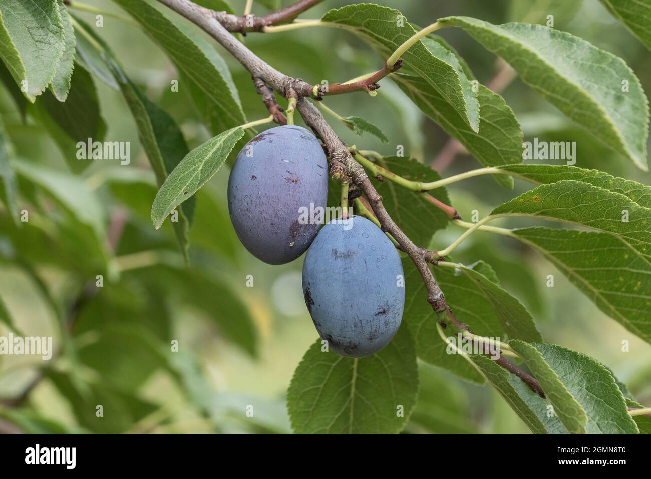 Prunier européenne (Prunus domestica 'Zum Felde', Prunus domestica Zum Felde), pruniers sur une branche, président du cultivar Banque D'Images