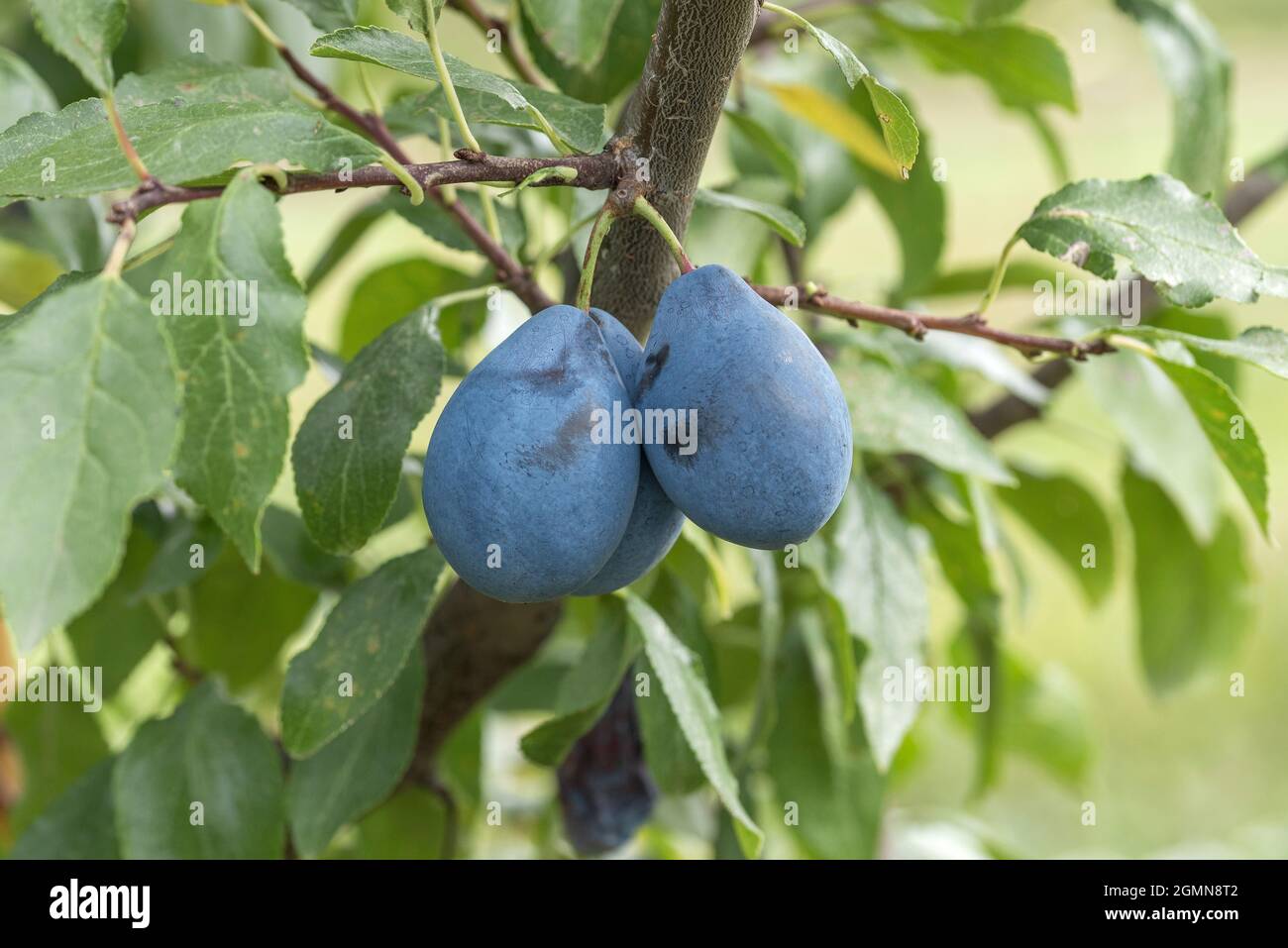 Prunier européenne (Prunus domestica 'Valjevka', Prunus domestica Valjevka), prunes sur une branche, président du cultivar Banque D'Images
