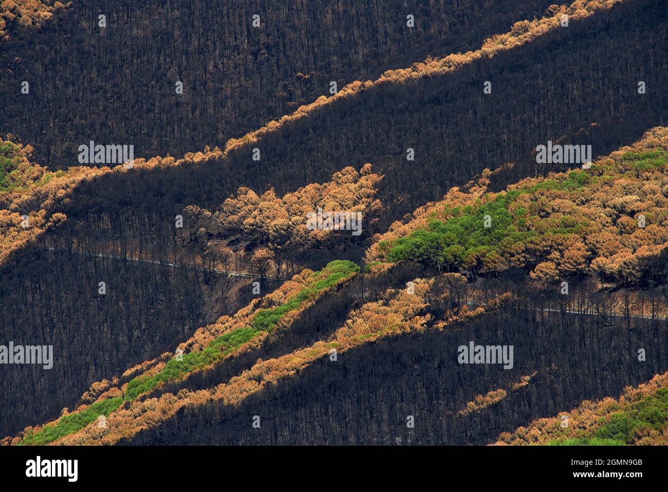 Feu à Jubrique, frontière avec la Sierra Bermeja dans la vallée de Genal, Malaga. Andalousie, Espagne. Septembre 2021 Banque D'Images