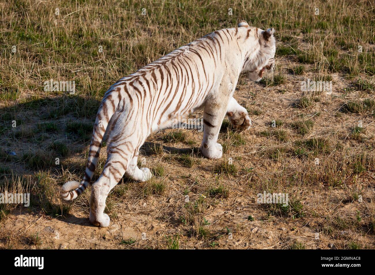 Tigre blanc patrouilant sur son territoire. Banque D'Images