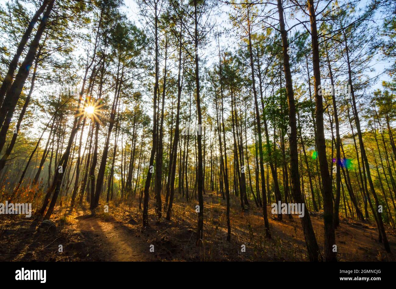 L'objectif se diffuse du soleil. La lumière du soleil se filtrant à travers les pins denses de la forêt réservée d'Itshyrwat à Shillong, Meghalaya, Inde. Banque D'Images