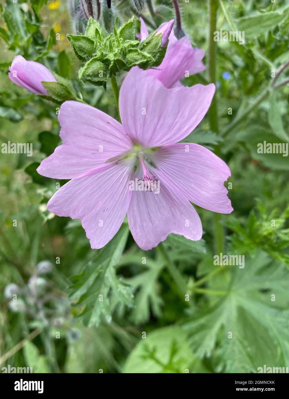 MUSK MALOW Malva moschata. Photo : Tony Gale Banque D'Images