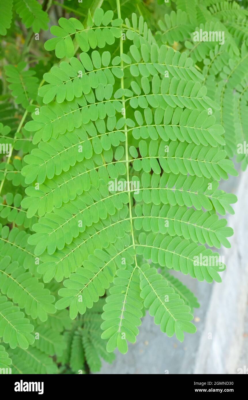 MISE AU POINT SÉLECTIVE SUR LA FEUILLE DE PEACOCK VERTE ISOLÉE AVEC UN ARRIÈRE-PLAN VERT FLOU DANS LE PARC. Banque D'Images