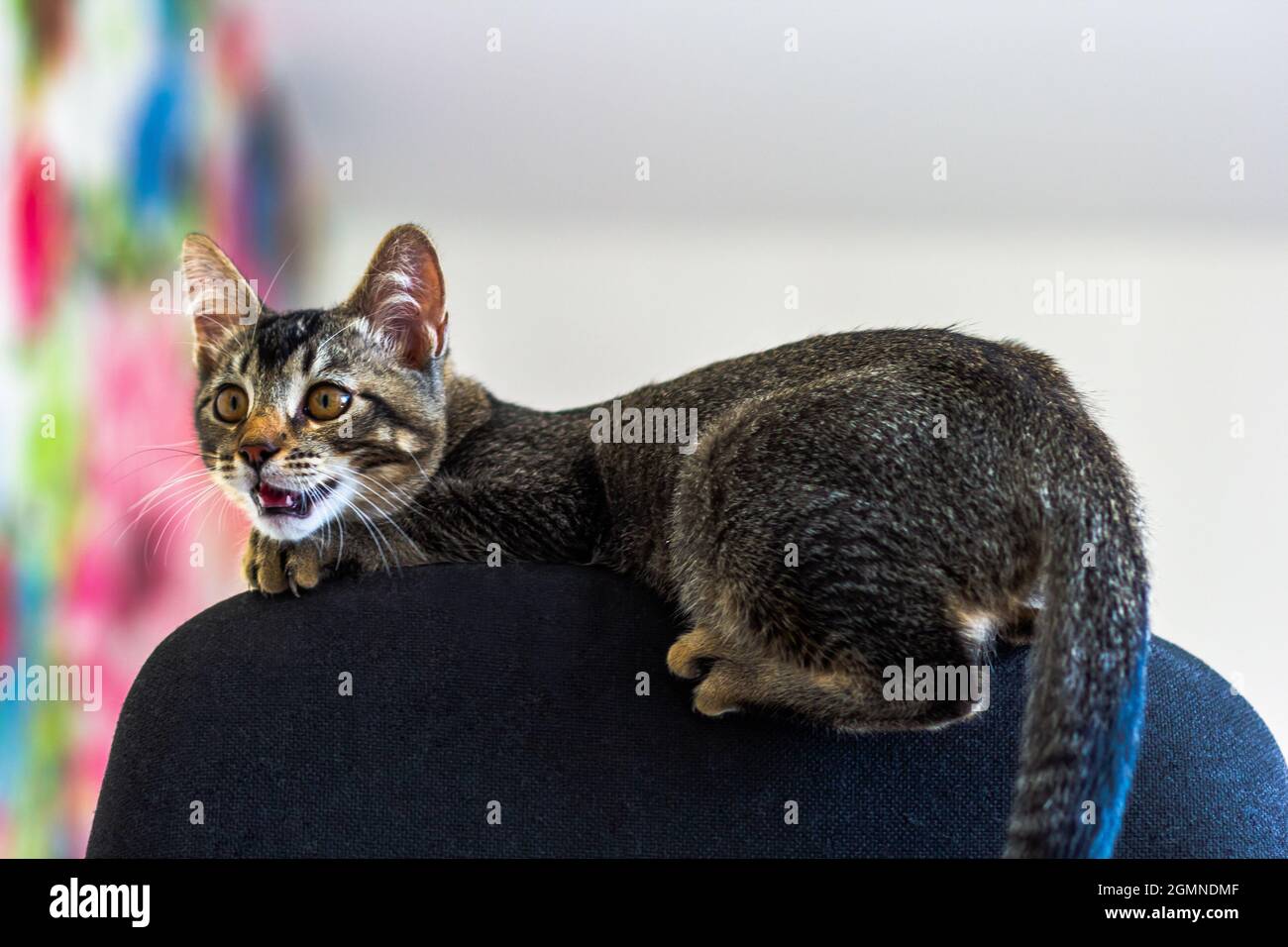 Chat Tricolore Assis A L Arriere De La Chaise Et Respirant La Bouche Ouverte A L Interieur Photo Stock Alamy