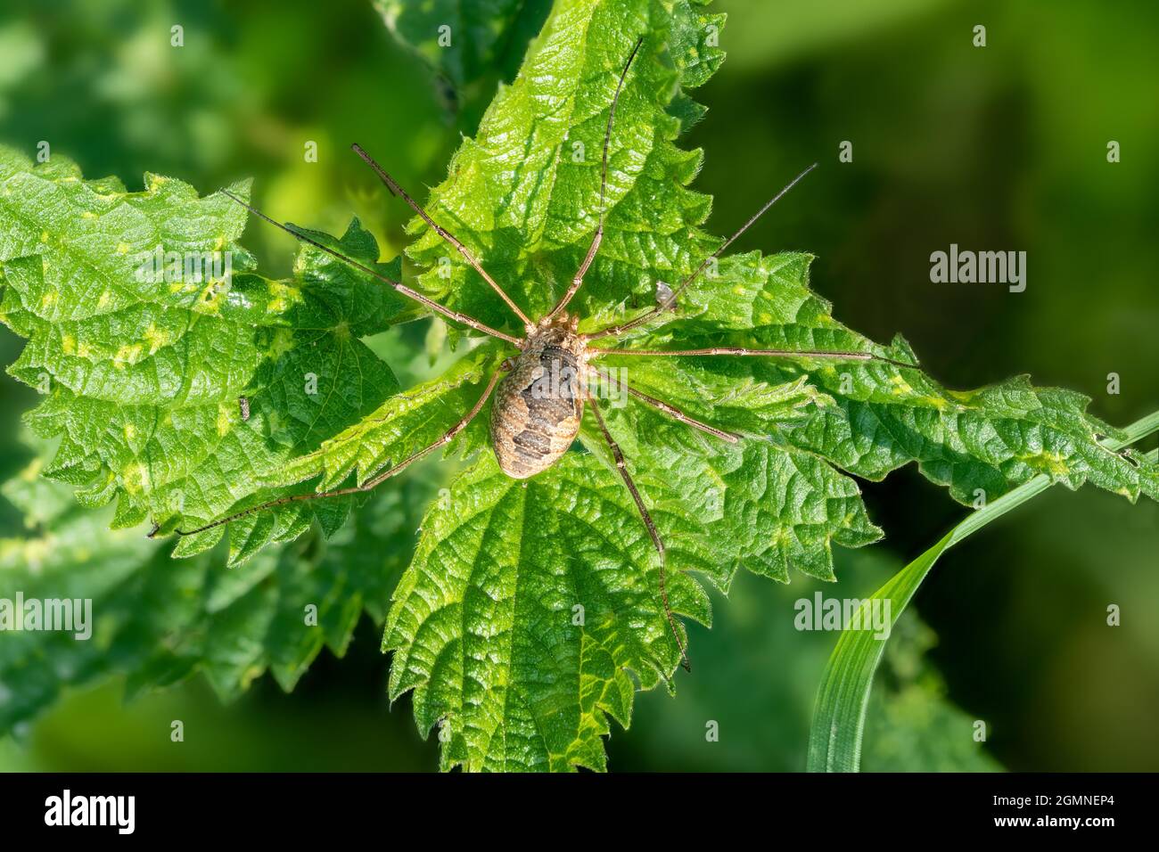 Gros plan d'un harvestman Phalangium opilio assis sur un ortie Banque D'Images