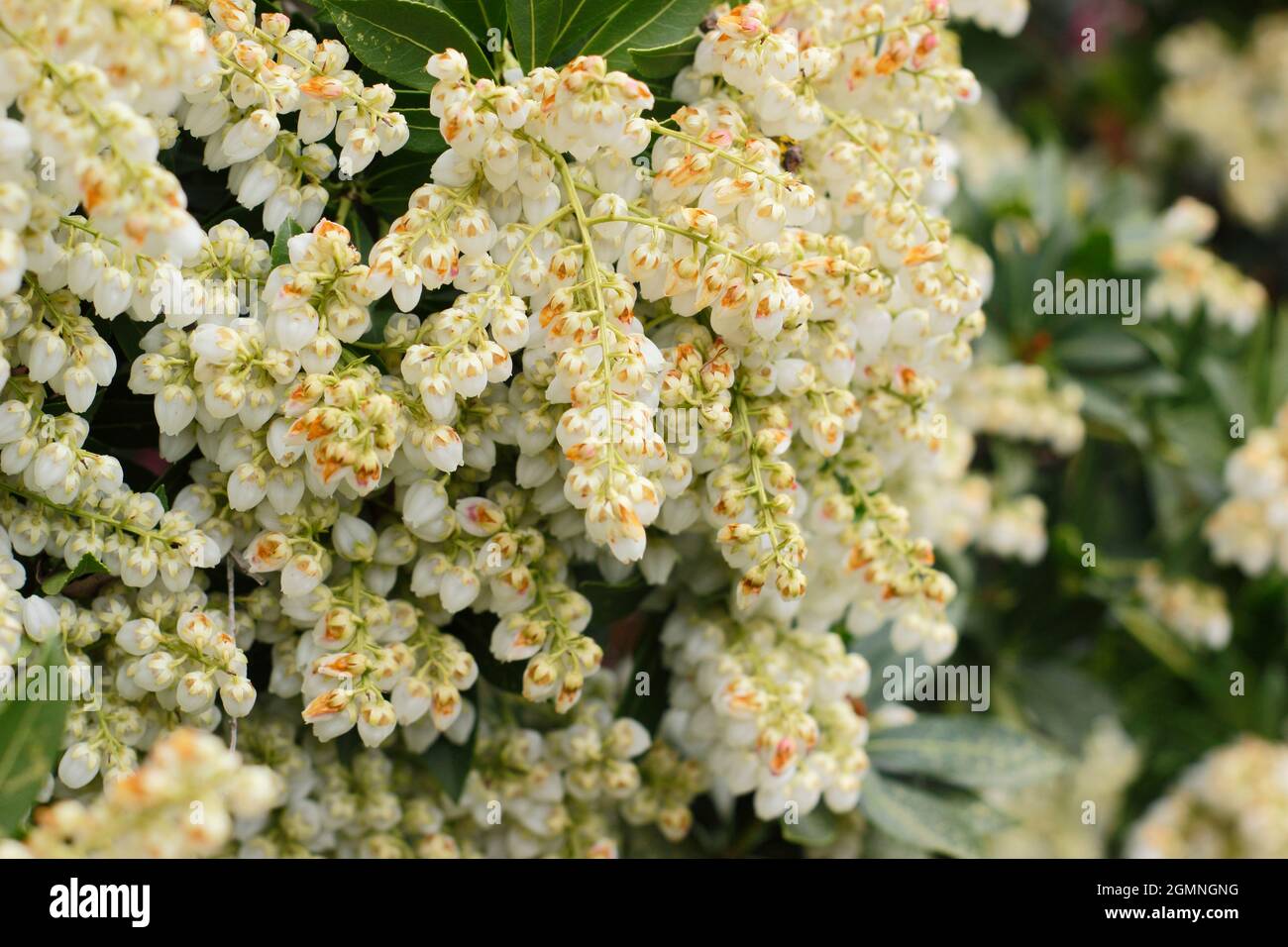 L'arbuste nain Piris japonica 'Debutante' présente des panicules de fleurs blanches crémeuses au printemps. ROYAUME-UNI Banque D'Images