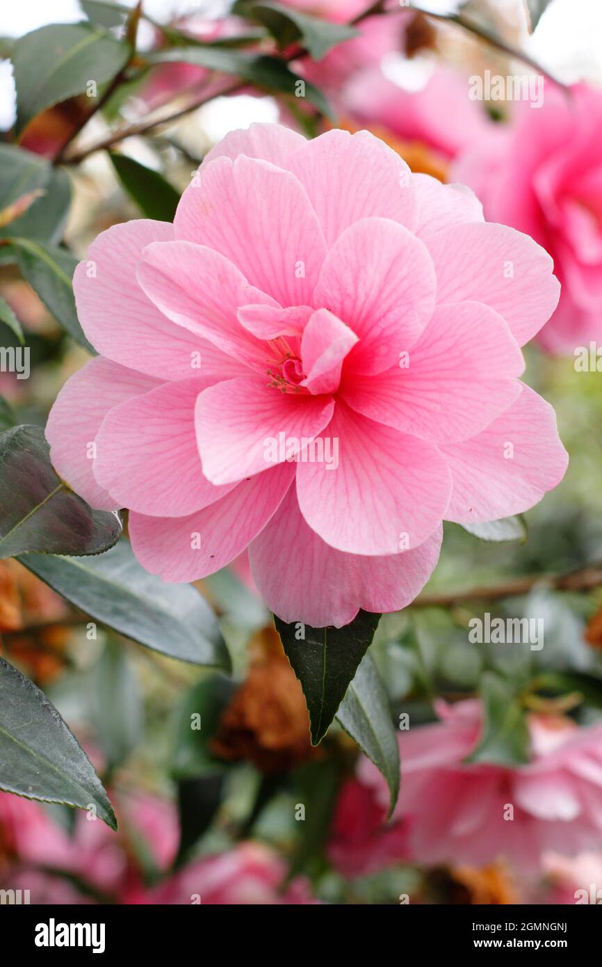 Camellia 'Brian' en fleur au printemps. Camellia 'Brian' (reticulata × saluenensis) Banque D'Images
