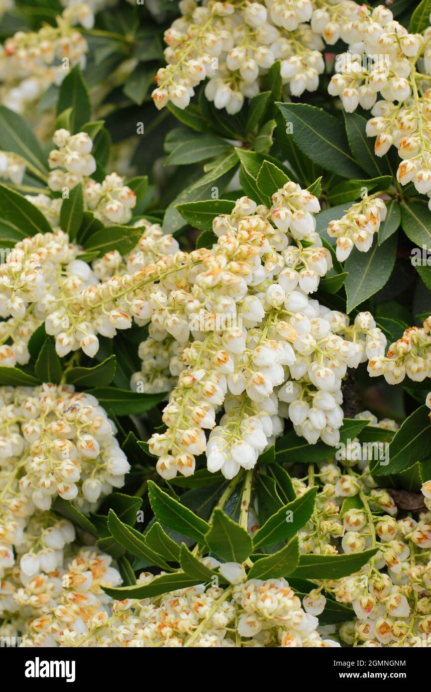 L'arbuste nain Piris japonica 'Debutante' présente des panicules de fleurs blanches crémeuses au printemps. ROYAUME-UNI Banque D'Images