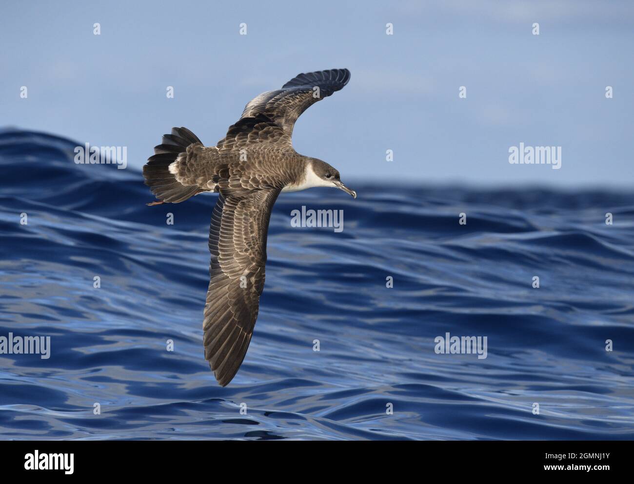 Grand - Shearwater Puffinus gravis Banque D'Images