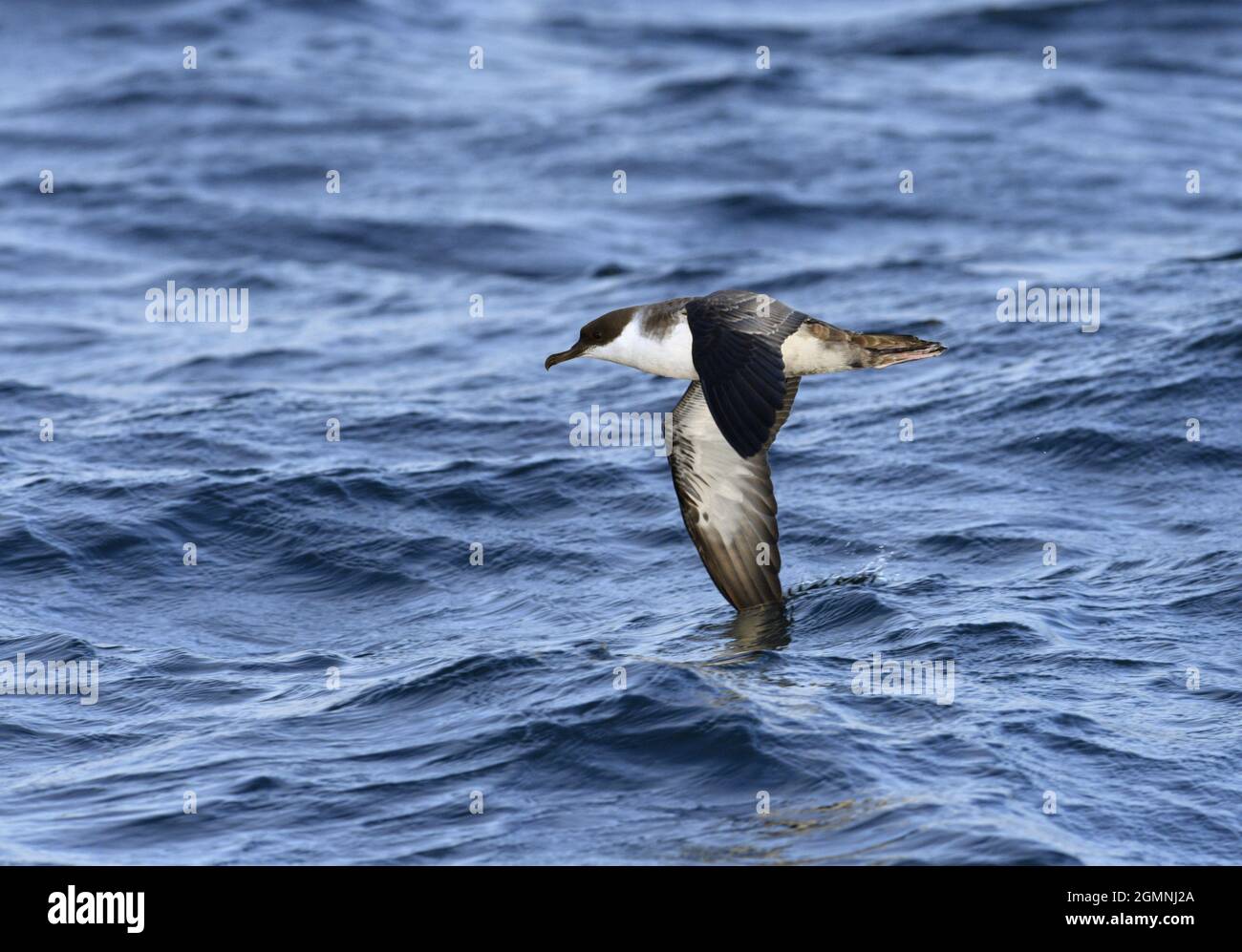 Grand - Shearwater Puffinus gravis Banque D'Images