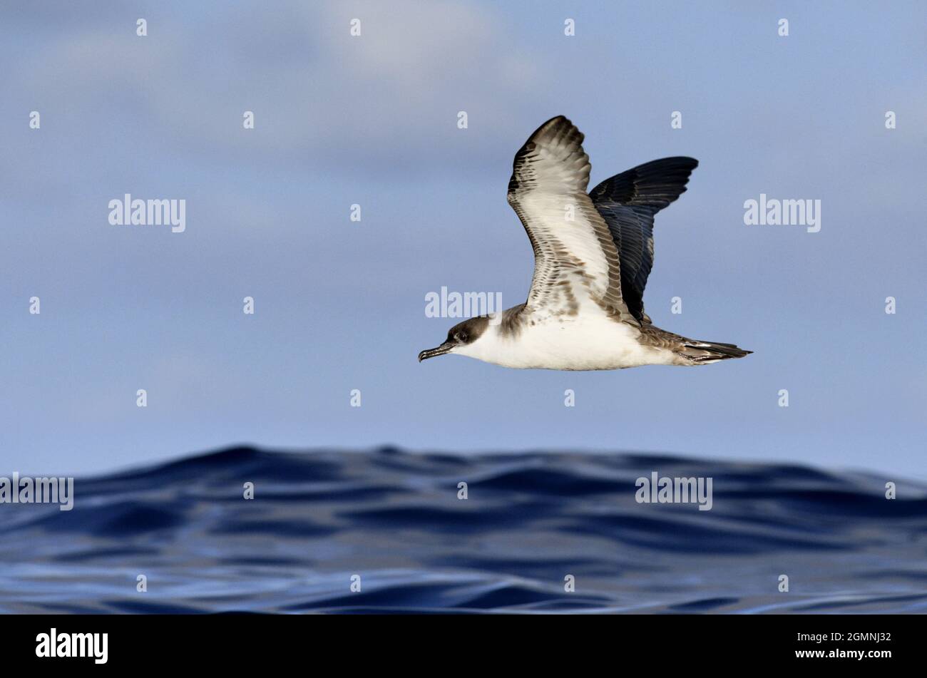 Grand - Shearwater Puffinus gravis Banque D'Images