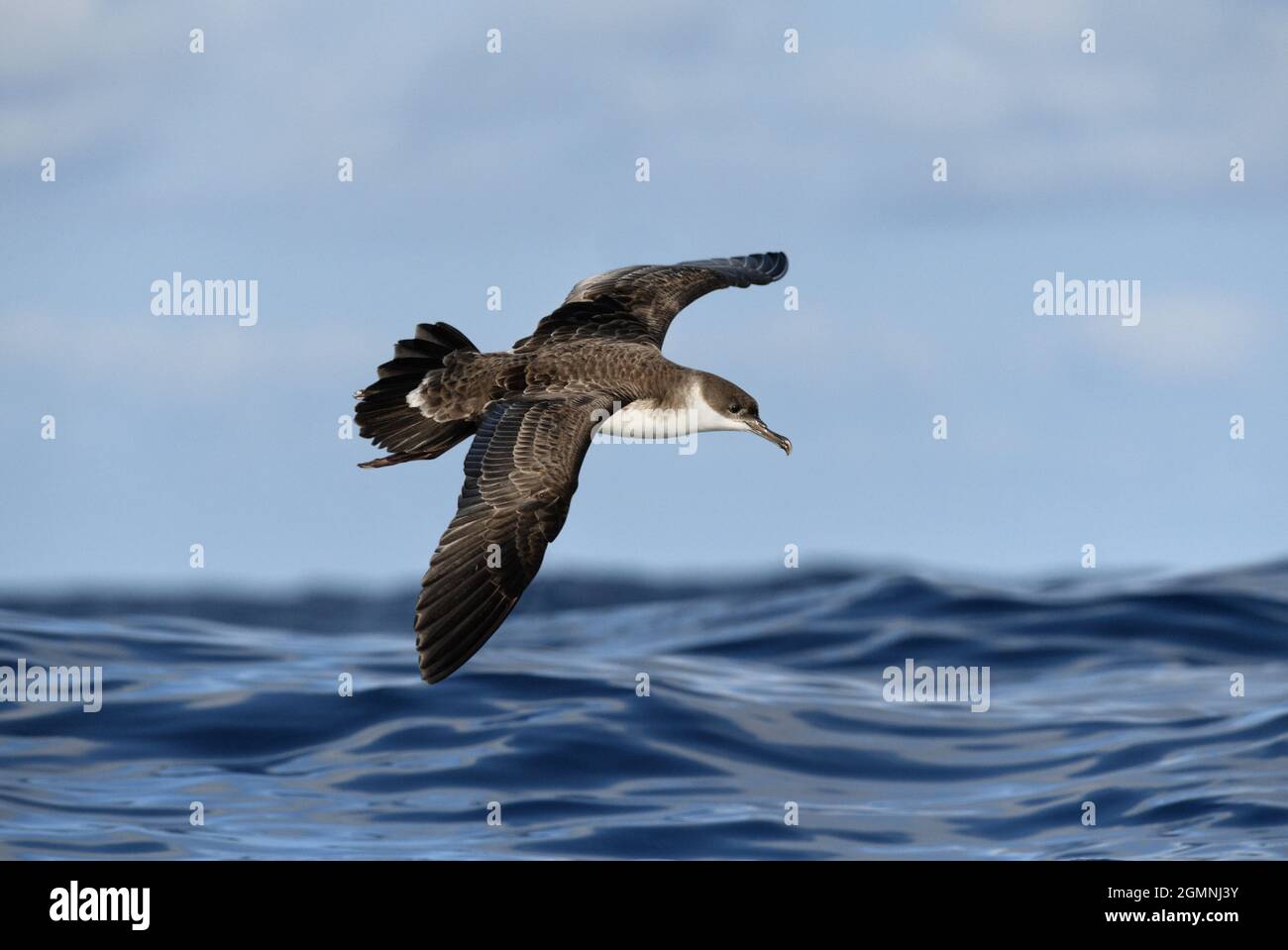 Grand - Shearwater Puffinus gravis Banque D'Images