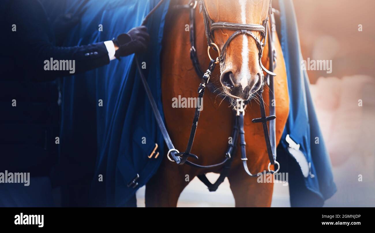 Le cheval de l'étreuil porte une bride et une couverture bleue chaude, et un cavalier se tient à côté de lui et ajuste les sangles avec ses mains. Sports équestres. Banque D'Images