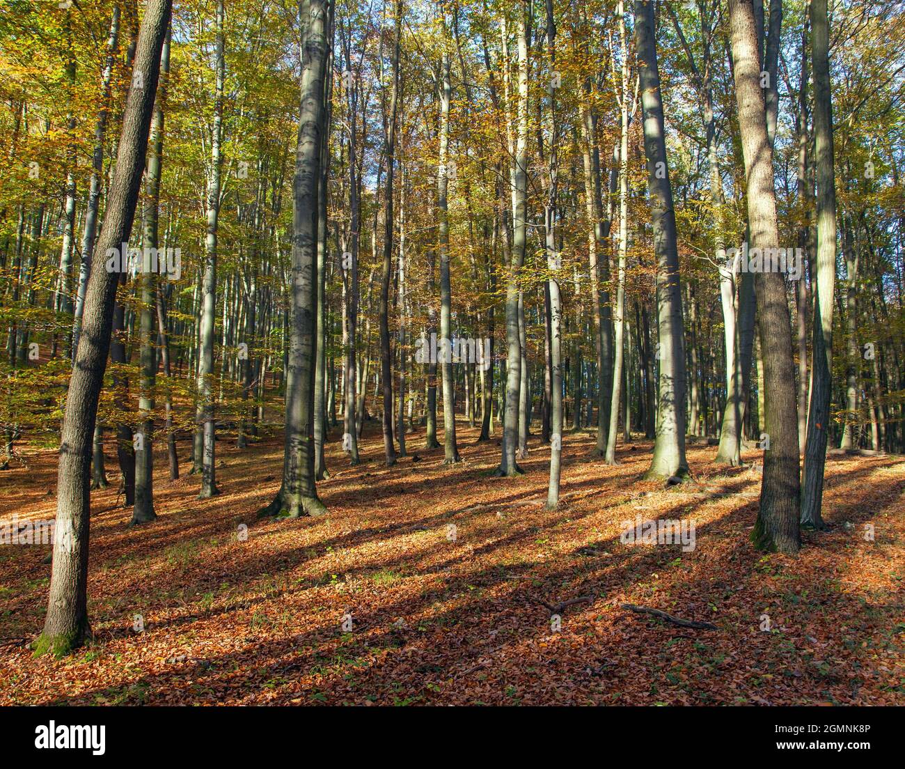 Forêt d'automne, feuillus hêtre arbres bois, Chriby, République Tchèque Banque D'Images