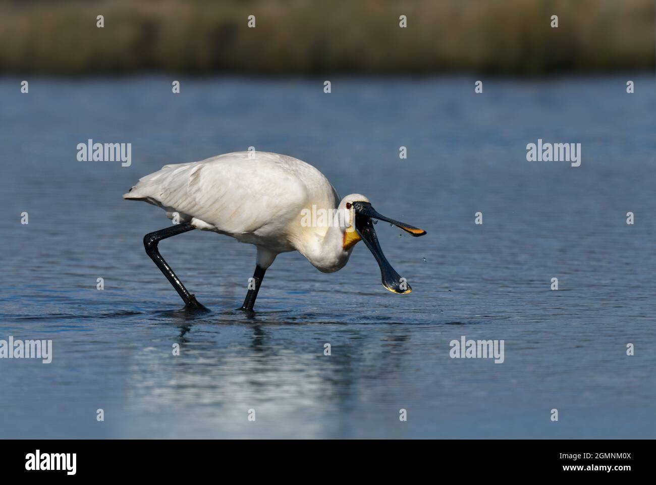 La Spatule blanche - Platalea alba Banque D'Images