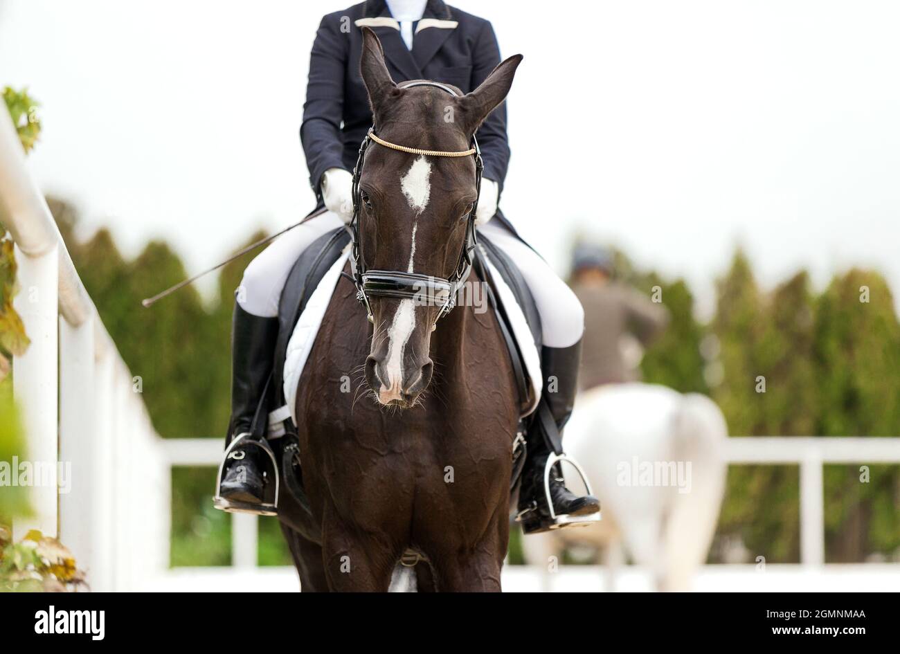 Dressage. Portrait de cheval avant le début. Cavalier fille et cheval. Spectacle de compétition équestre. Sport. Arrière-plan vert arbres extérieurs. Pur-sang Banque D'Images