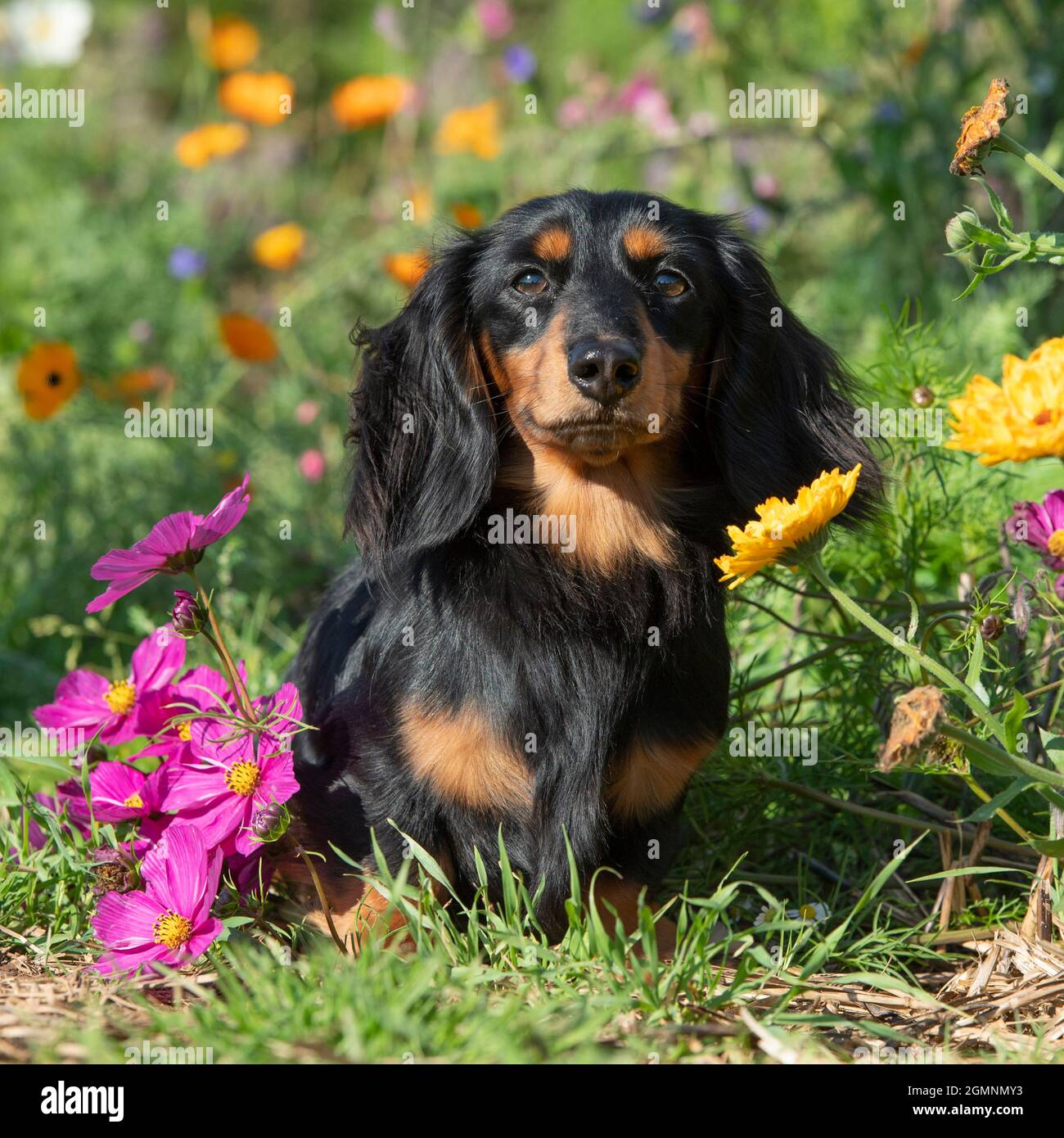 Dachshund miniature à poil long dans un pré de fleurs Banque D'Images