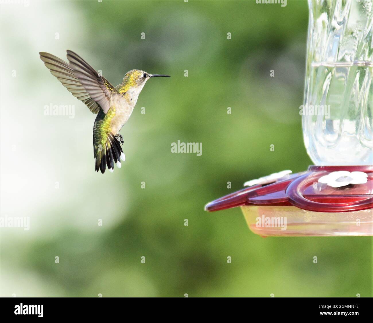 Colibri à gorge rubis féminin approchant d'un mangeoire pour boire un verre  Photo Stock - Alamy