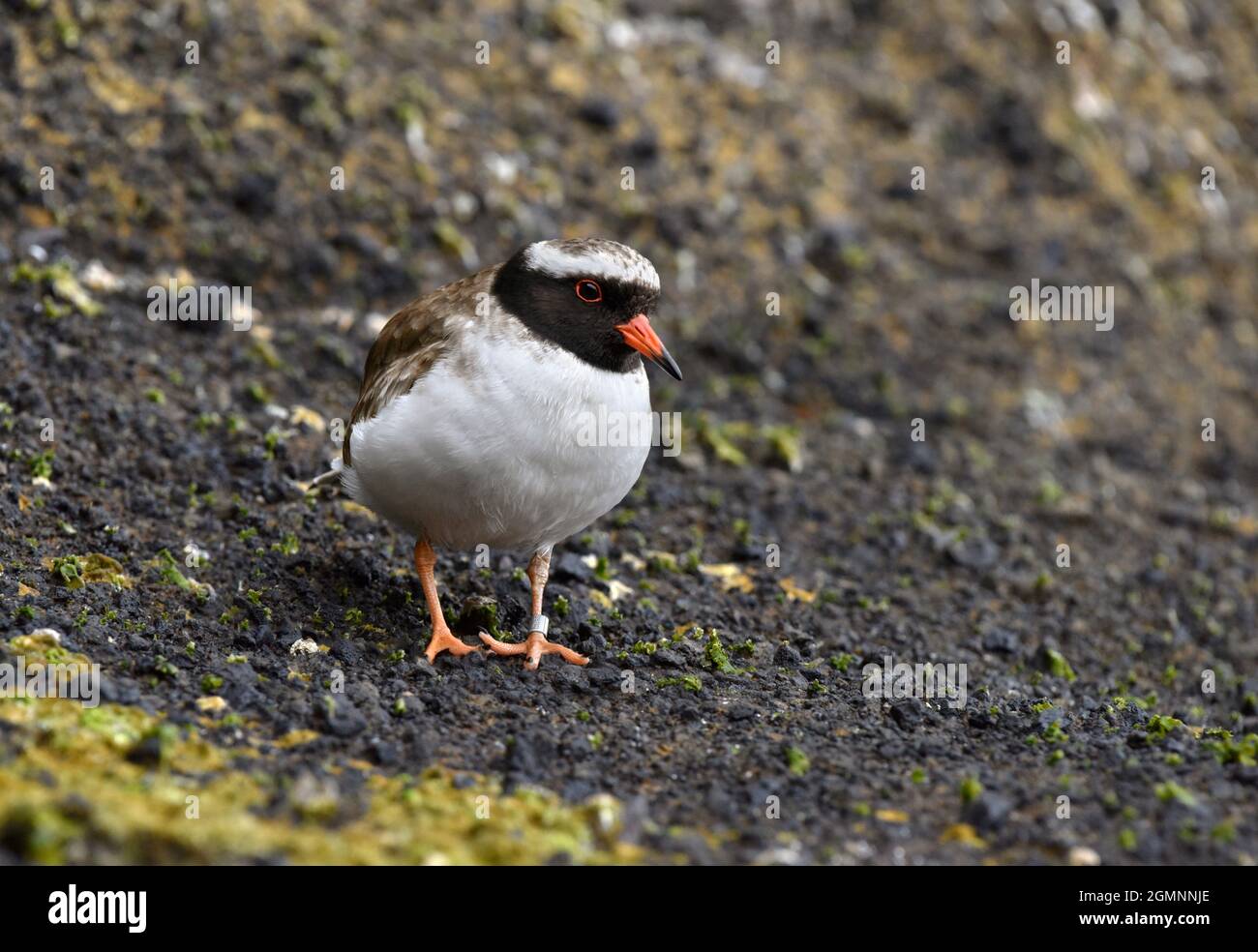 Shore Siffleur - Thinornis novaeseelandiae Banque D'Images