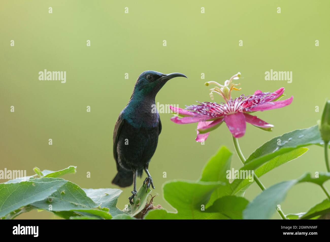 sunbird pourpre près de la fleur pour siroter le nectar, Cinnyris asiaticus, Pune, Maharashtra, Inde Banque D'Images