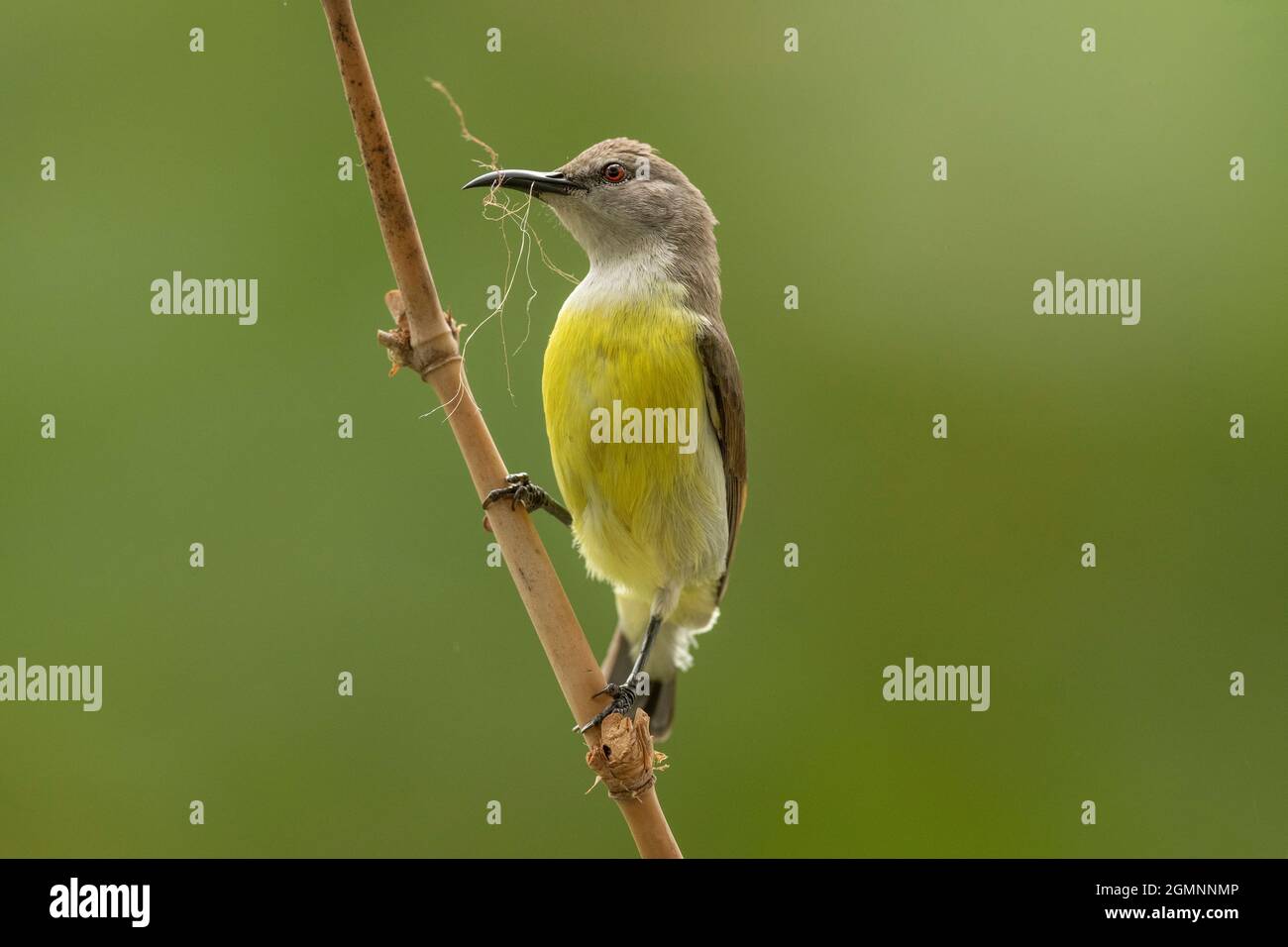 Sunbird pourpre rushed, Leptocoma zeylonica, Femme, Pune, Maharashtra, Inde Banque D'Images