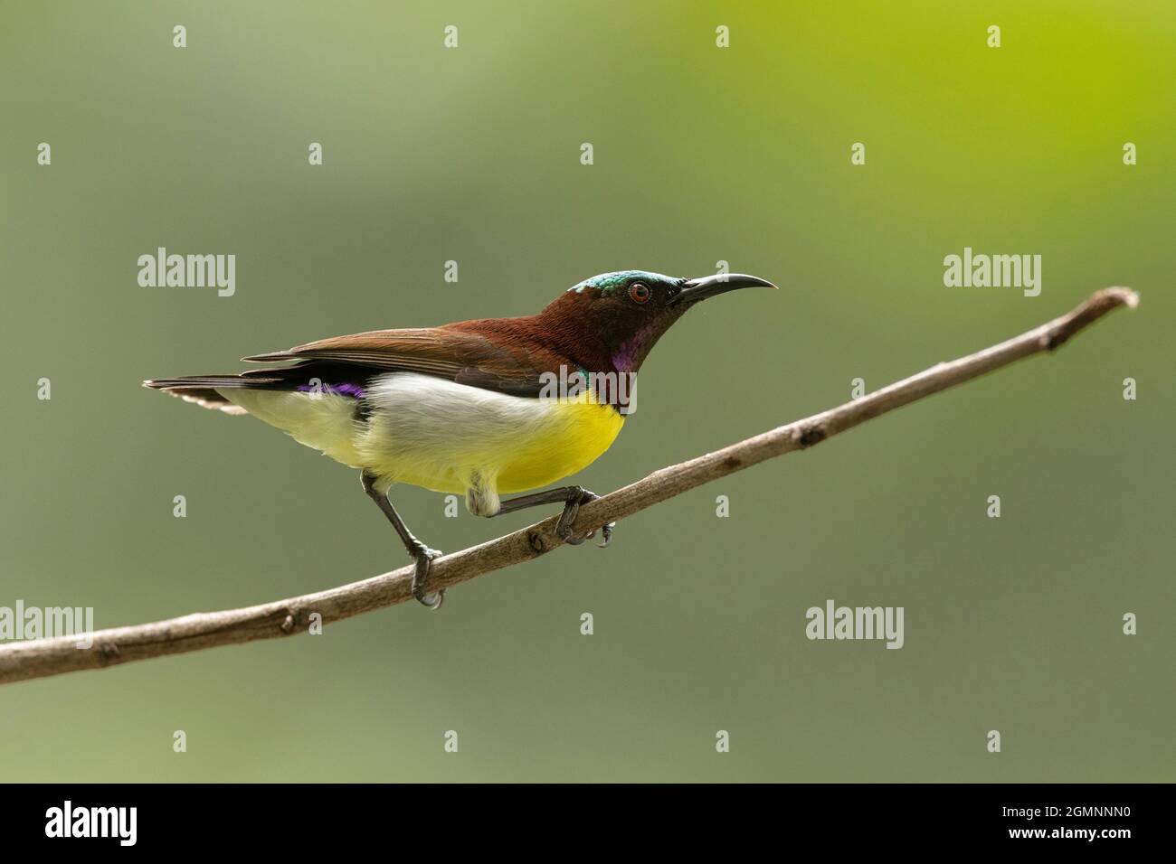 Sunbird à rumpe violette, Leptocoma zeylonica, homme, Pune, Maharashtra, Inde Banque D'Images