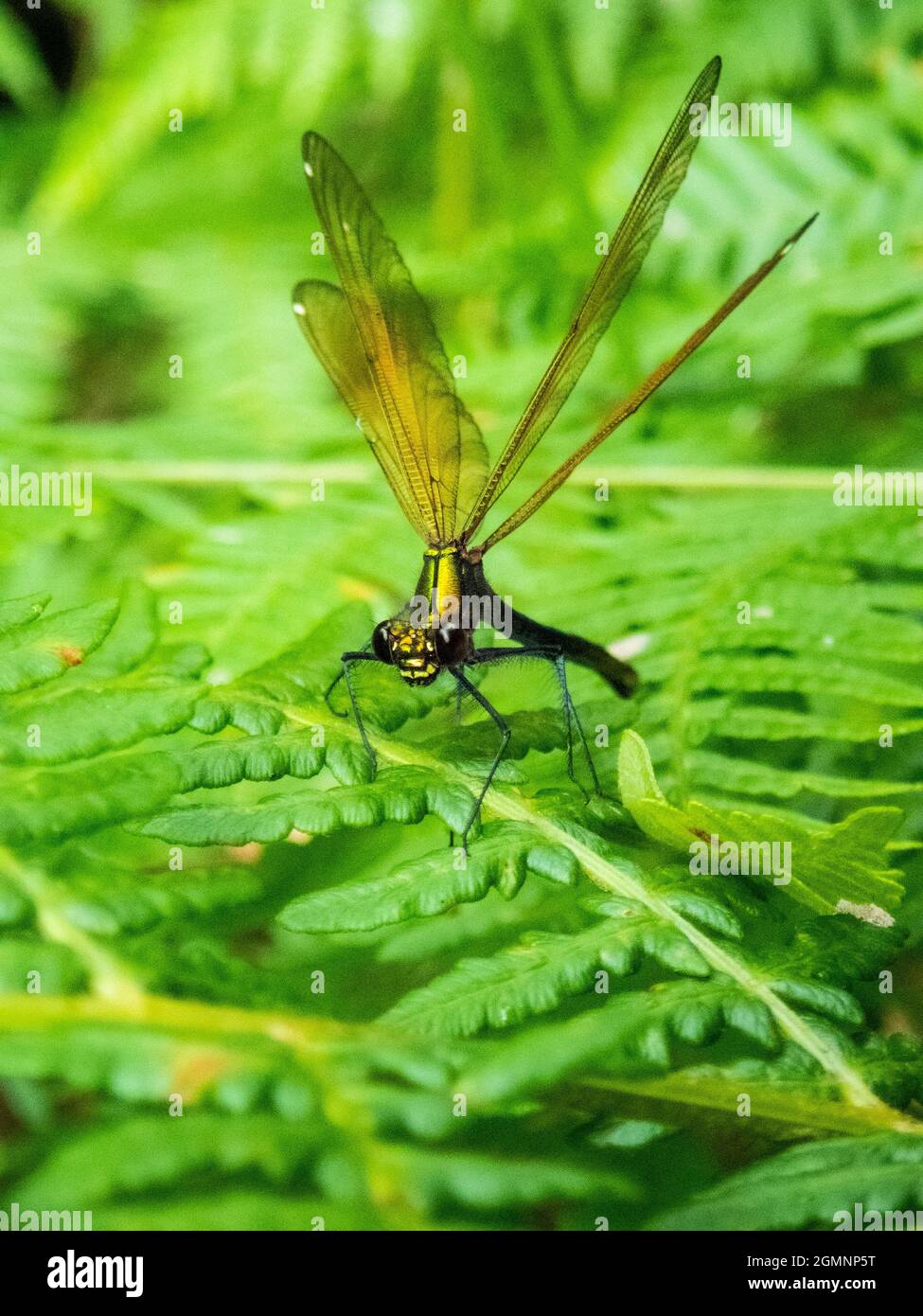 Calopteryx virgo, magnifique Demoiselle damselfly, sur une fougères, Devon, Royaume-Uni Banque D'Images