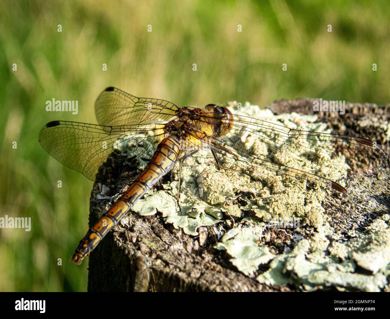 Common Darter, Sympetrum striolatum, libellule sur un bois recouvert de llichen, wield, Hampshire, UK Banque D'Images