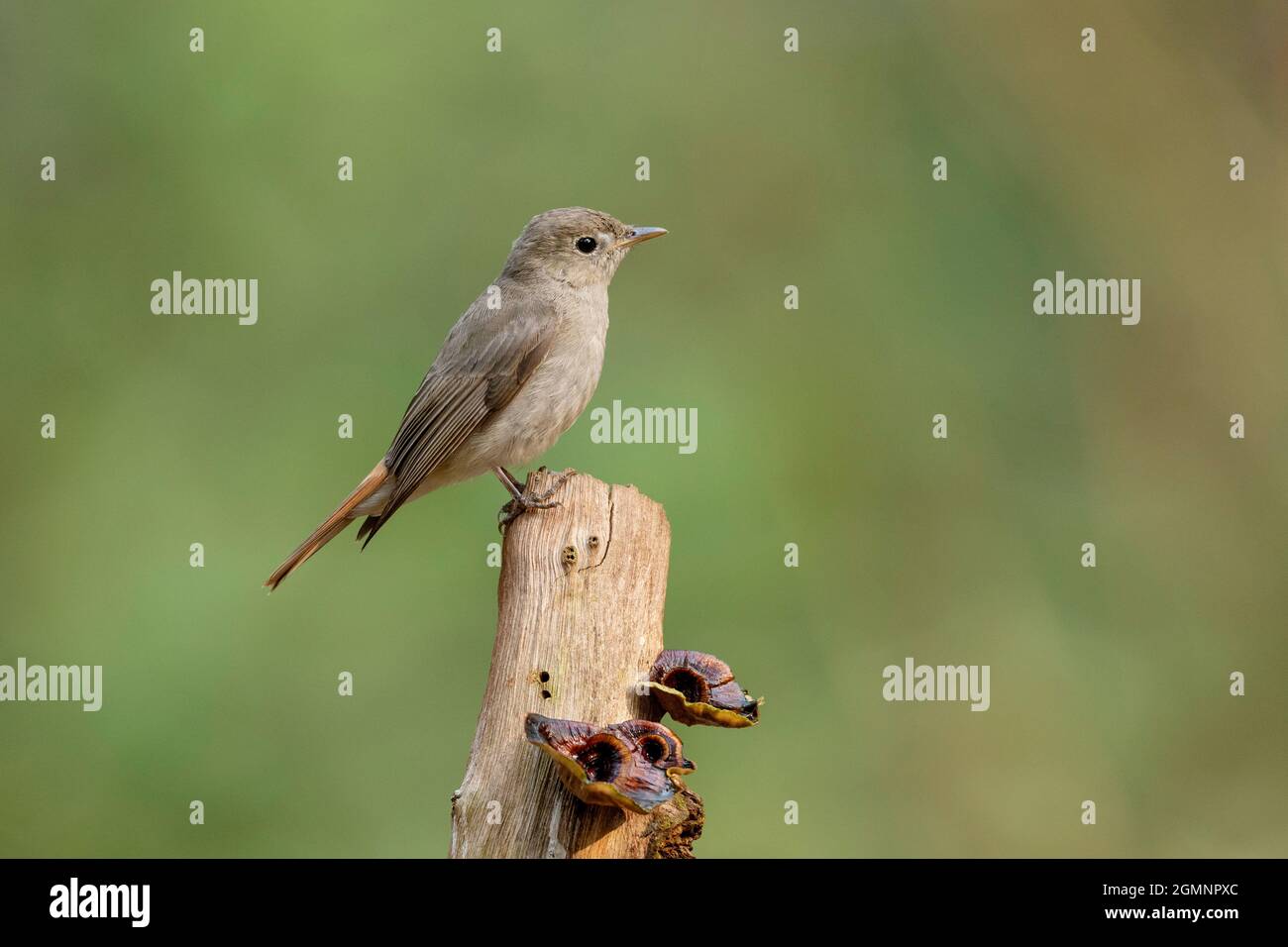 Flycatcher à queue rouillée, Ficedula ruficauda, Ghats occidentaux, Inde Banque D'Images