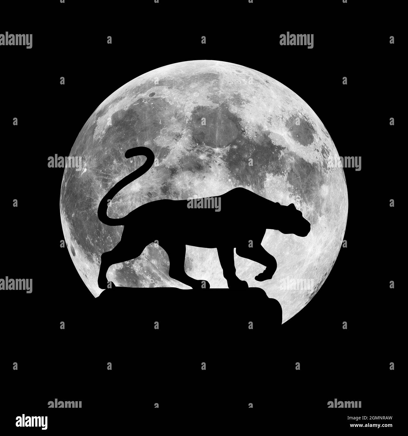 La silhouette d'un lion ou d'un tigre sur le fond de la lune. Illustration d'un chat sauvage prédateur. Un parent du couguar, panthère, léopard Banque D'Images